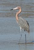 Reddish Egretborder=