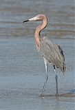 Reddish Egretborder=