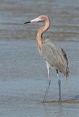 Reddish Egret