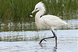 Reddish Egret