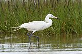 Reddish Egret