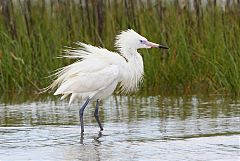 Reddish Egret