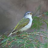 Tennessee Warbler