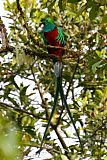 Resplendent Quetzalborder=