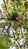 Resplendent Quetzalborder=