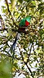 Resplendent Quetzal