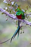 Resplendent Quetzalborder=