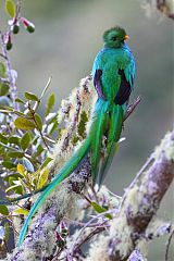 Resplendent Quetzal