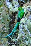 Resplendent Quetzal