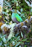 Resplendent Quetzal