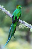 Resplendent Quetzal