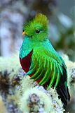 Resplendent Quetzalborder=