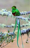 Resplendent Quetzalborder=