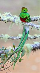 Resplendent Quetzal