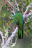 Resplendent Quetzal