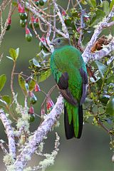 Resplendent Quetzal