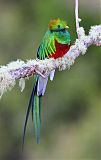 Resplendent Quetzal