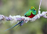 Resplendent Quetzal