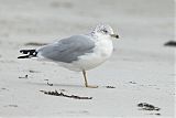 Ring-billed Gullborder=