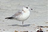 Ring-billed Gullborder=