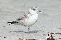 Ring-billed Gull