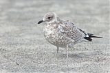 Ring-billed Gull