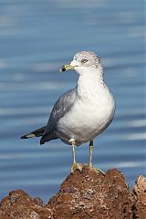 Ring-billed Gull