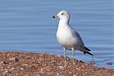 Ring-billed Gullborder=
