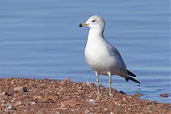 Ring-billed Gull