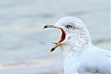 Ring-billed Gullborder=