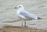 Ring-billed Gull