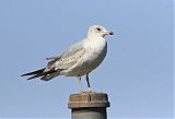 Ring-billed Gull