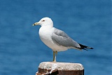 Ring-billed Gull