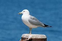 Ring-billed Gull