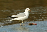 Ring-billed Gullborder=