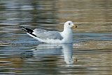 Ring-billed Gull