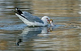 Ring-billed Gullborder=