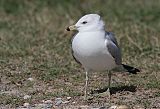 Ring-billed Gull