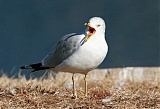 Ring-billed Gullborder=