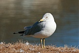 Ring-billed Gullborder=