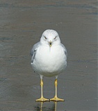 Ring-billed Gull