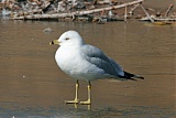 Ring-billed Gullborder=