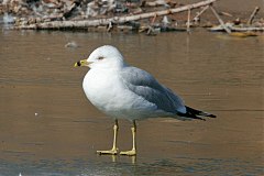 Ring-billed Gull