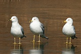 Ring-billed Gullborder=