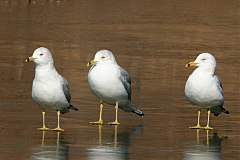 Ring-billed Gull