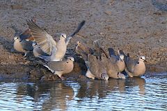 Ring-necked Dove