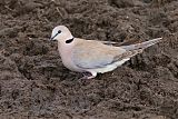 Ring-necked Doveborder=