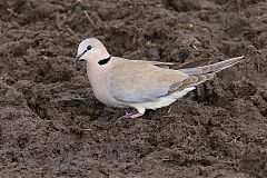 Ring-necked Dove