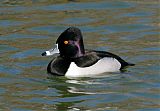 Ring-necked Duckborder=