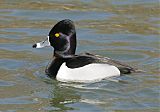 Ring-necked Duckborder=